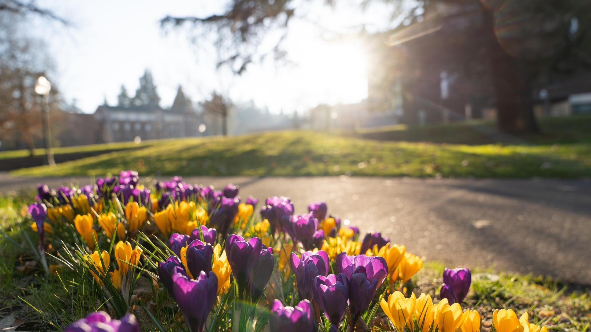 purple and yellow flowers on campus